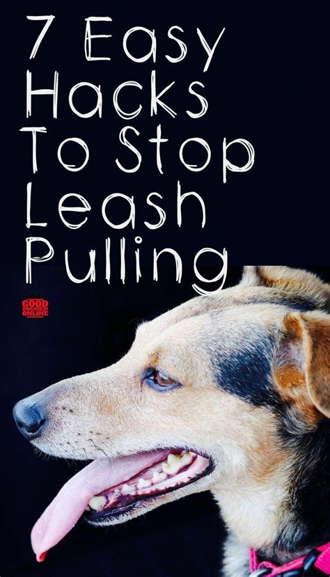 He doesn't pull on the leash, and he only goes potty and sniffs when you give permission. How to Stop Dog From Pulling on Leash | Dog training