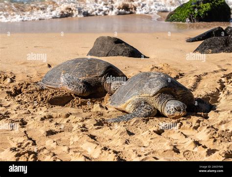 Two Sea Turtles On Laniakea Beach Near Haleiwa On The North Coast Of