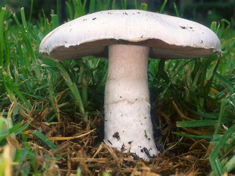 Quais São Os Principais Fungos Comestíveis Mundo Ecologia