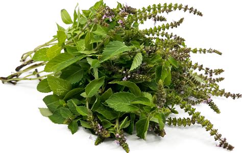 Tulsi Basil Information Recipes And Facts