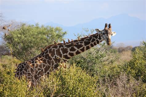 Giraffe Tsavo Safari Kostenloses Foto Auf Pixabay