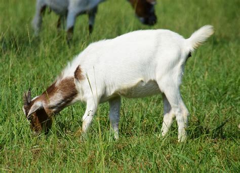 Angels Rest Homestead Arkansas Barbados Blackbelly Sheep And New Zealand Kiko Goats For Sale