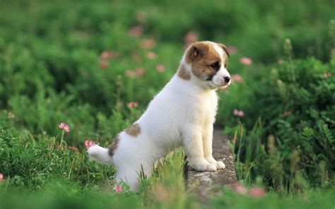 My Dreams Cute Pet Dogs Pictures And Images