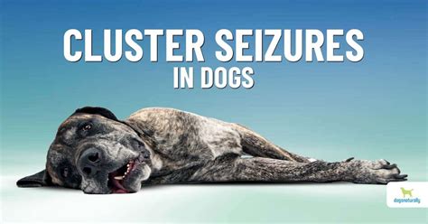 Cluster Seizures In Dogs Dogs Naturally