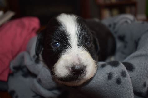 In countries where docking is illegal, the tail is medium length. English Springer Spaniel Puppies For Sale | Dexter, MI #323368