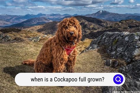 At What Age Is A Cockapoo Fully Grown