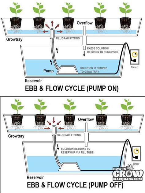 Ebb Flow Hydroponics System