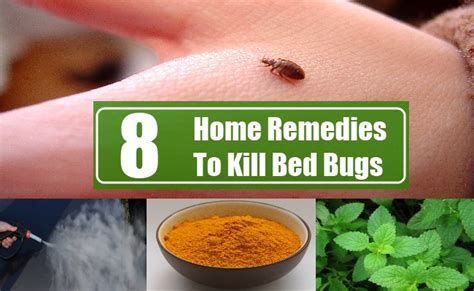 8 Home Remedies To Kill Bed Bugs Search Home Remedy