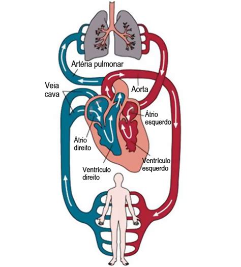 Biologia Dissecação Do Coração
