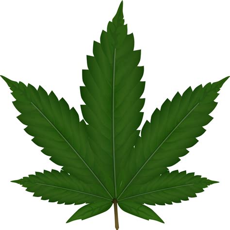 Download Weed Plant PNG Image for Free png image