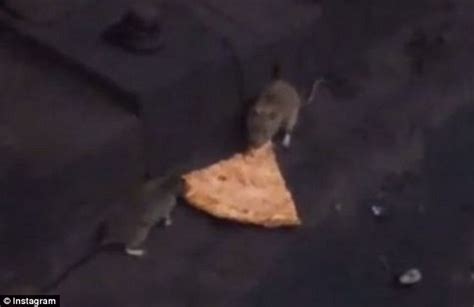 Pizza Rats In New York City Are Back In New Instagram Video Daily