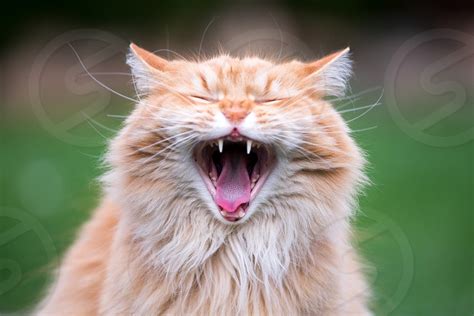 Very Funny Ginger Cat Laughing By David Charouz Photo Stock Studionow