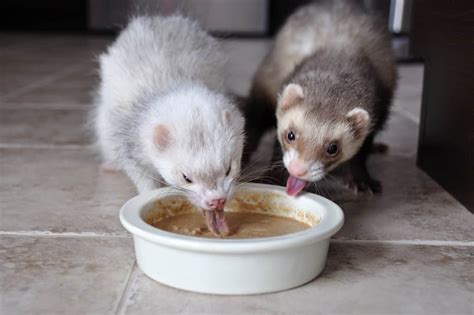 Can Ferrets Have Cat Food Cat Meme Stock Pictures And Photos