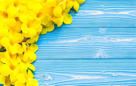 Blue And Yellow Flowers Background