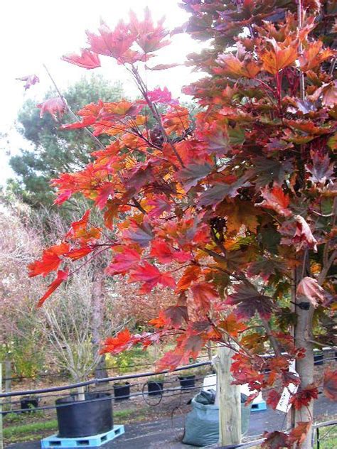 Tolerant of poor soils and harsh environmental conditions, superb species to consider for screening in suburban blocks. Pin on autumn
