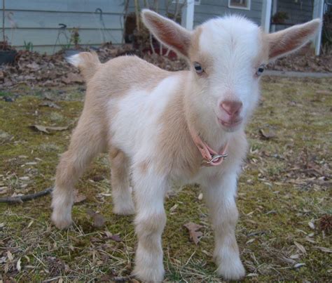 Pin By Jayden Duggan On A N I M A L S Cute Baby Goats Cute Goats