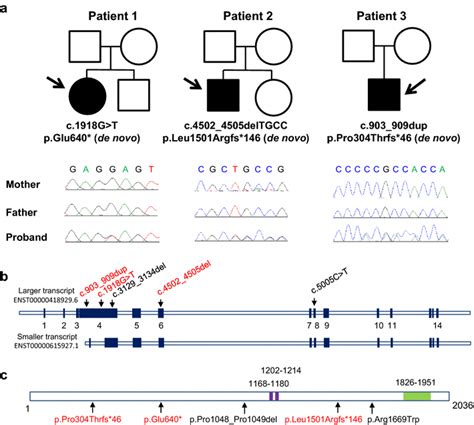 De Novo Mutations In Prr12 A Sanger Sequencing Confirmed The Download Scientific Diagram