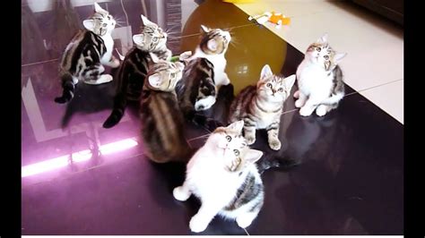 7 Cute Dancing Kittens Youtube