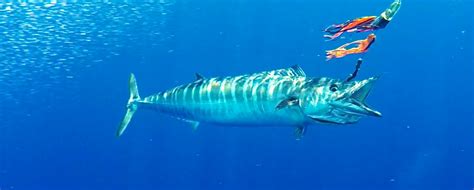 Wahoo Fishing - Fish Charter Curacao