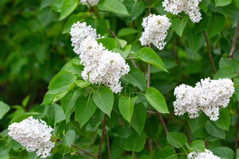 Lilac Care Tips For Growing And Pruning Lilac Bushes Usa News