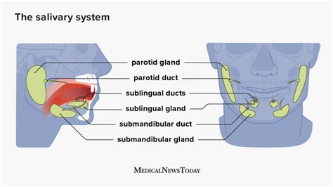 Submandibular Duct