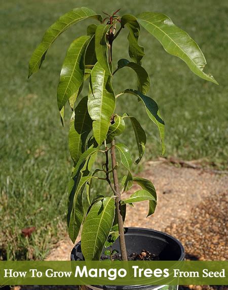 How To Grow A Mango Tree From Seed