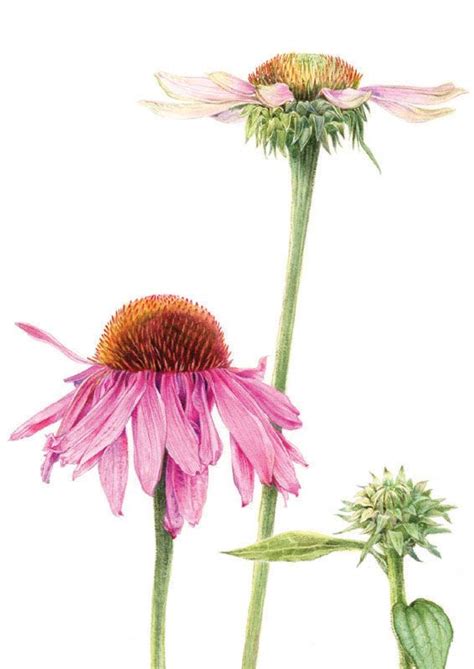 Echinacea Watercolor Flowers Paintings Flower Art Painting Floral