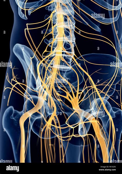 Medically Accurate Illustration Of The Hip Nerves Stock Photo Alamy