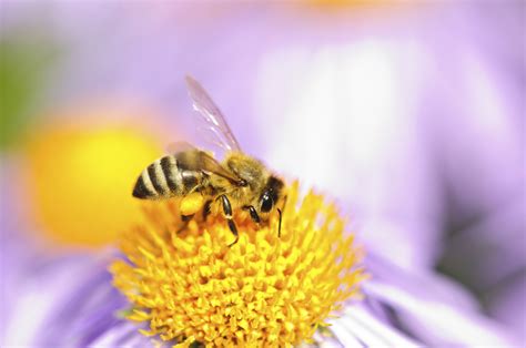 The early bumblebee and tree bumblebee are major pollinators of raspberries. What's killing our honeybees? | New Hope Network