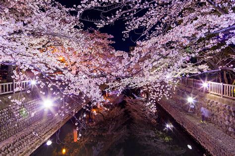 Yozakura Night Cherry Blossom 2018 On Behance