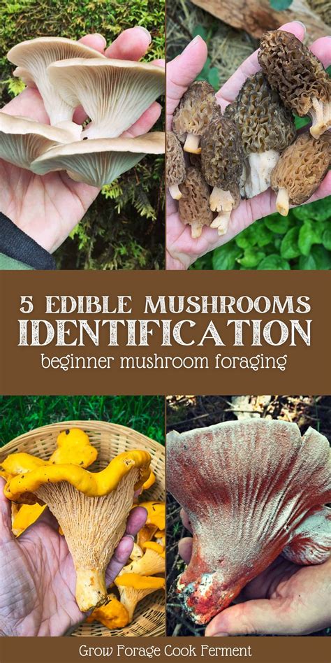 5 Easy To Identify Edible Mushrooms Artofit