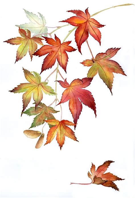 Japanese Maples Watercolor Japanesemaple Japanese Maples Watercolor