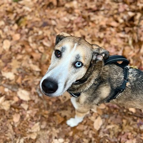 Coonhound Husky Mix 🐶 Lovely And Adorable Breed I Petibble