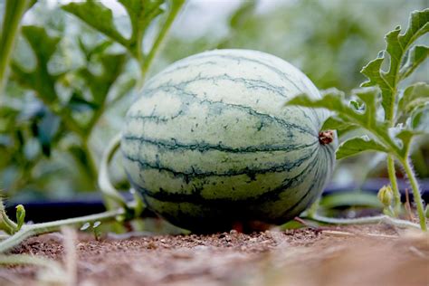 How To Grow Watermelon Thats Sweet And Juicy