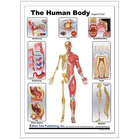 Human Body Anatomical Chart