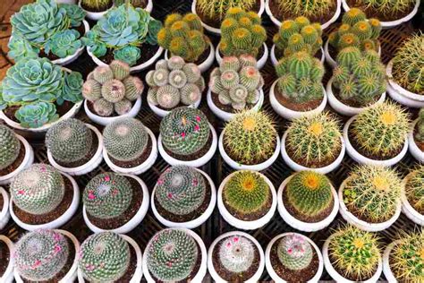 Cómo hacer sustrato para cactus y suculentas подробнее. TIERRA PARA CACTUS | trucos y consejos | Guía 2.020