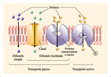 Membranas Celulares DIFUSION SIMPLE Y DIFUSION FACILITADA