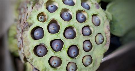 Trypophobia Why Were Afraid Of Holes Close To Each Other Trypophobia