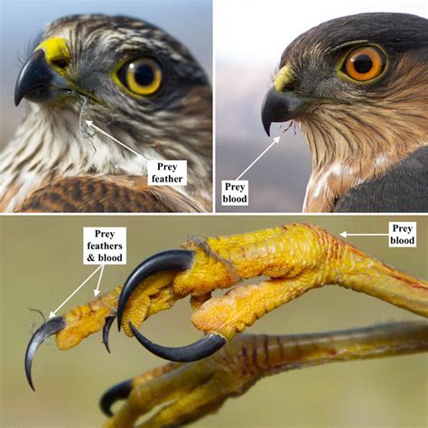Close‐up Images Of Migrating Sharp‐shinned Hawk Beaks And Talons