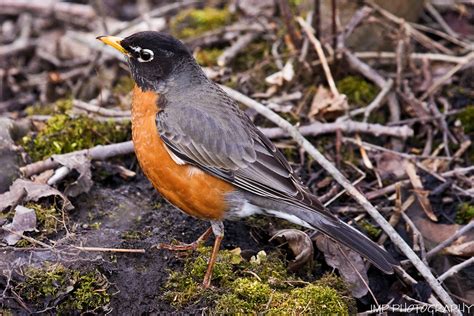 American Robin Michigan State Bird Lake Erie Metro Park Gi Flickr