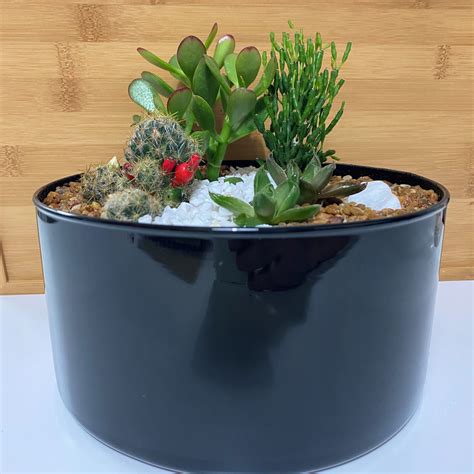 Fungos nas suculentas costumam aparecer sistemicamente em todas não importa seu tamanho ou gênero. arranjo com suculentas e cactos em terrário de vidro preto ...
