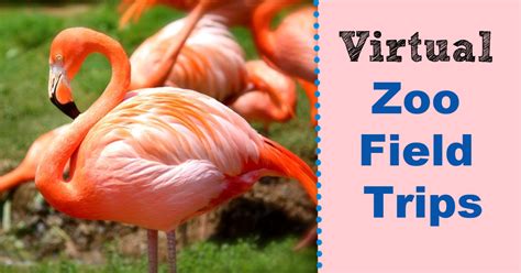 Take A Fun Virtual Zoo Field Trip ~ The Organized Homeschooler
