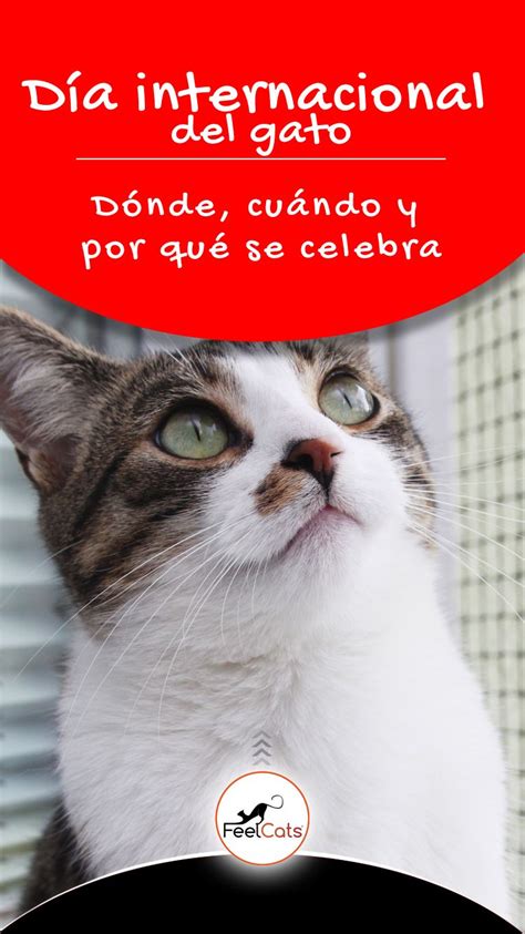 ¿por Qué Se Celebra El Día Internacional Del Gato Ohana Pets Funny