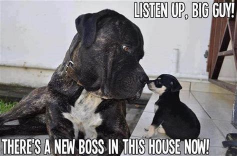16 Funny Memes With Cane Corso Pet Reader