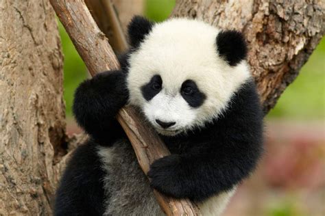 Top Chengdu Activities For Luxury Travel Giant Panda Breeding Base