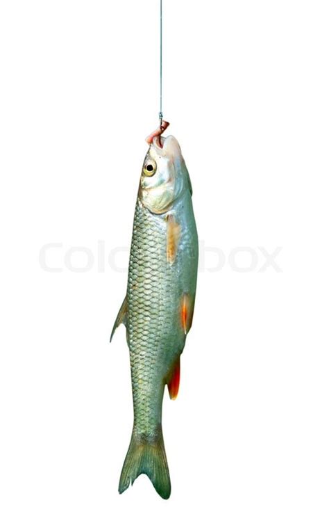 Fish On A Hook Isolated Stock Image Colourbox