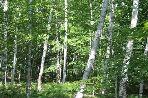 Filewhite Birch At Acadia National Park Me Img 2177 Wikimedia