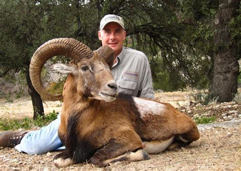 Armenian Mouflon Ftw Ranch
