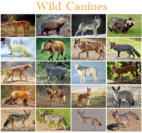 Animals Wild Canines Quiz By Kfastic