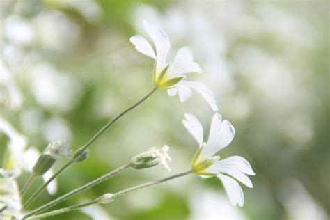 Free Images Flowers Dainty Delicate White